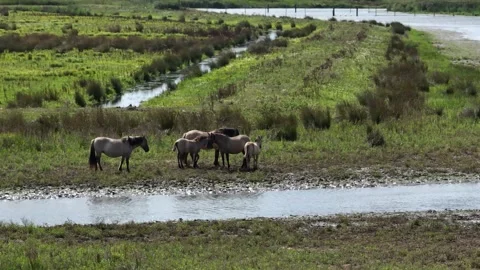 A tracking droneshot of horses chilling in the river Stock Footage 314329099