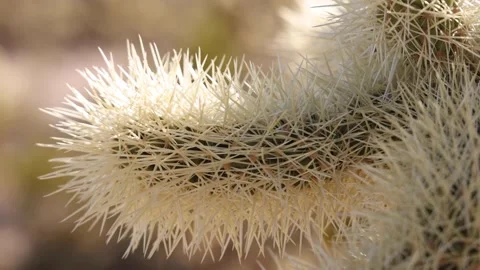 Tracking Extreme Close Up Of Cholla Cactus Spines Video stock 148403255