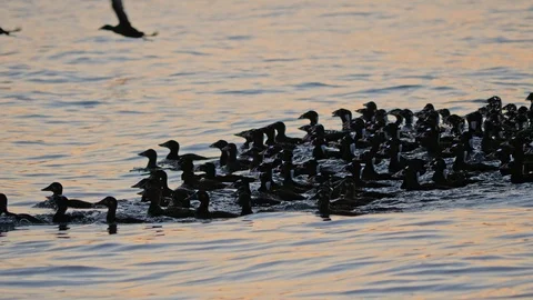 Tracking flock of ducks swimming then flying Stock Footage 128408931