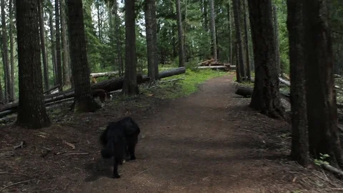 Tracking a fluffy black dog through the forest Stock Footage 92966130