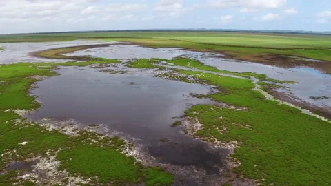 Tracking flying Flamingos Stock Footage 186081147