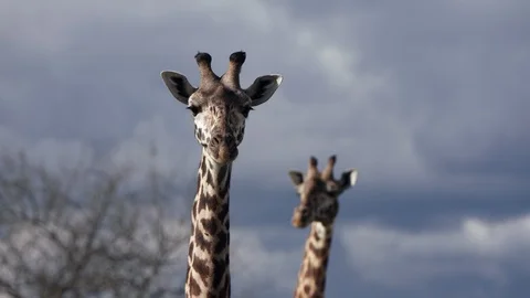 Tracking focus on two giraffe, potrait shoot slow motion. Stockbeeldmateriaal 112190562