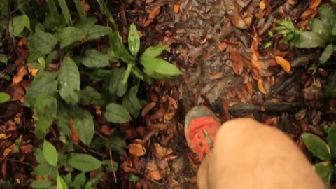 Tracking forest in Jambi Stock Footage 84255148