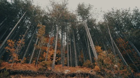 Tracking forest tall tree trunks in autumn/winter Stock Footage 82164701