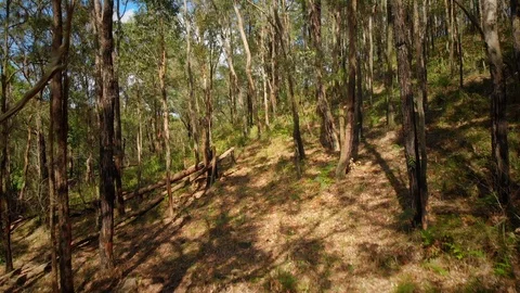 Tracking forward and rising through regenerated Australian native forest Stock Footage 125063928