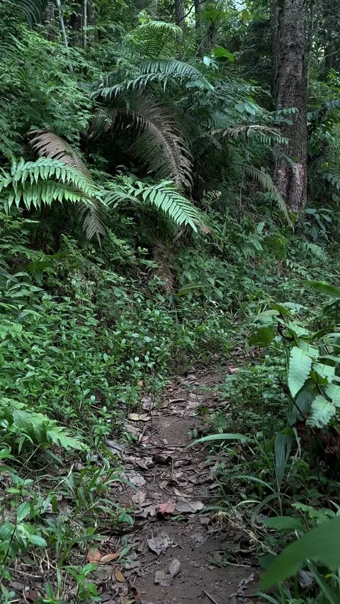 Tracking Forward on a Narrow Forest Path in Lush Tropical Jungle, Vertical Shot Stock Footage 324070507