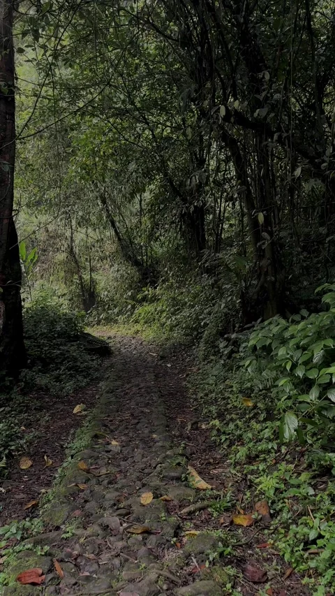 Tracking Forward on Rocky Jungle Path with Green Foliage Video stock 321104729