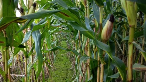 Tracking Forward shooting between rows of maize plants in the field Stock Footage 248781755