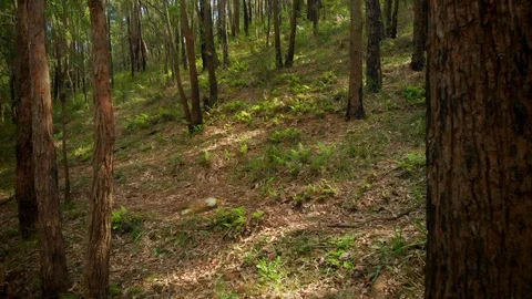 Tracking forward through native Australian forest Stock Footage 125458283