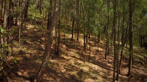 Tracking forward through regenerated Australian native forest Stock Footage 125063949