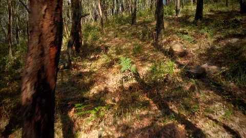 Tracking forward through regenerated Australian forest floor Stock Footage 125064054