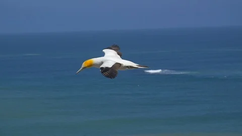 Tracking a Gannet bird flying, off the coast Stock Footage 93542755