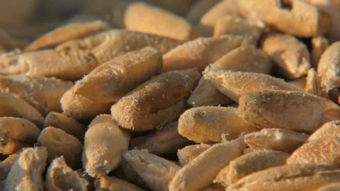 Tracking granary weevil crawling under wheat seeds , macro Vídeo Stock 334620656