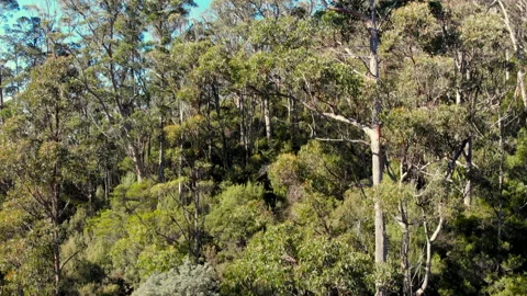 Tracking gum trees in alpine forest, Tasmania, Australia Stock Footage 154489883