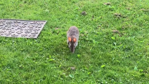 A Tracking High Angle Shot of a Rabbit Stock Footage 197049122