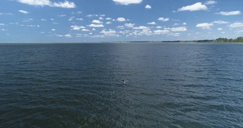 Tracking huge pelican flying low across the water drone aerial 4K Stock Footage 111417851