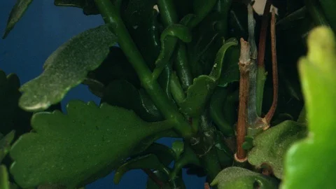 Tracking Inside Macro Shot of Cyclamen Plant through Bug's Eye Stock Footage 126864515