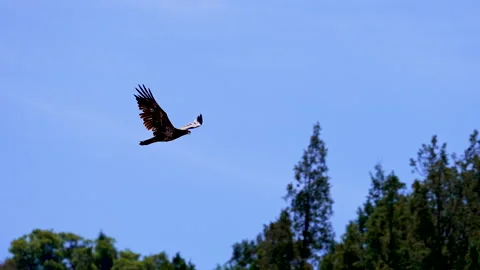Tracking a juvenile bald eagle flying over the wilderness Stock-Footage 345995810