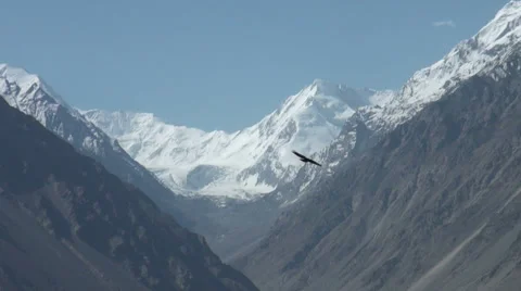 Tracking a large crow, vulture in the Pamir mountains, bird of prey, hunting 動画素材 28807254