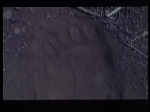 Tracking large footprints on trail Stock Footage 260252425