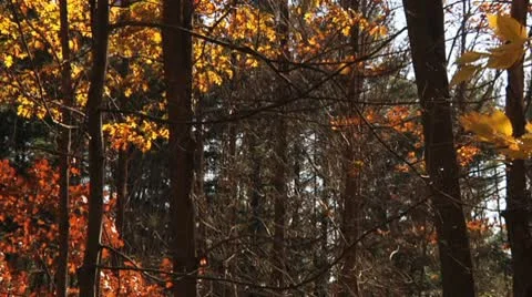 Tracking leaves falling in muti-color forest Stock Footage 8983934