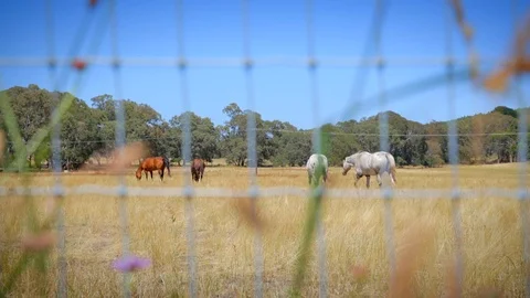 Tracking left of horses in a field, rustic fence and wild flowers in foreground Stock Footage 126614891