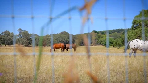 Tracking left of horses grazing, rustic fence and wild flowers in foreground Stock Footage 126614867
