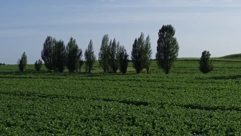 Tracking Left Over Lush Farmland And Trees 4K HLG Stock Footage 344013128