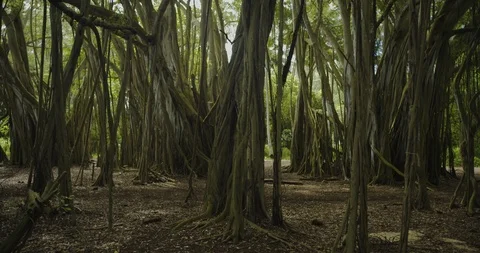 Tracking Left with Pan Banyan Tree Forest Trunks, 4K60p Stock Footage 101067289