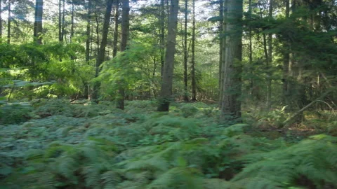 Tracking Left To Right Across A Lush Forest, Wide Shot 스톡 동영상 307703863