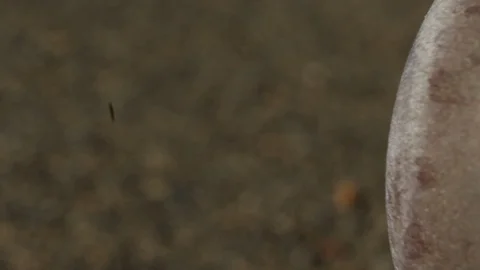 Tracking Left to Right By Skateboard Inside Truck and Wheels Close Up Extreme Stock Footage 114033916