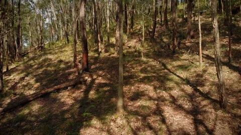 Tracking left through Australian forest floor with sun and shadows Stock Footage 125064921