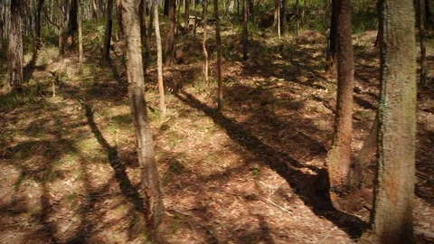 Tracking left through Australian native forest floor with sun and shadows Stock Footage 125064759