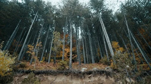 Tracking long forest tree trunks in autumn/winter Stock Footage 82161268