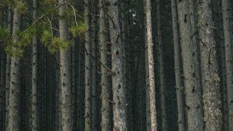 Tracking, Long,bare,Forest Tree Trunks In Autumn/winter Stock Footage 89924401