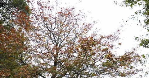 Tracking low angle of autumn tree in slow motion Stock Footage 90105003