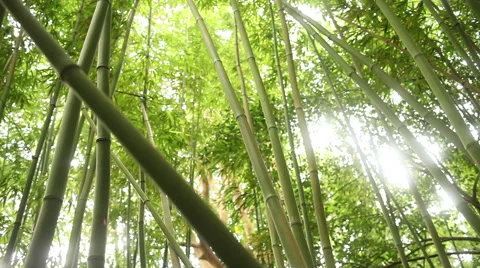 Tracking Low Through Bamboo Forest Dolly 動画素材 45994320