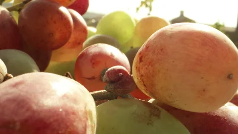 Tracking Macro Shot of Ripe Grapes in the Field Video stock 256499207