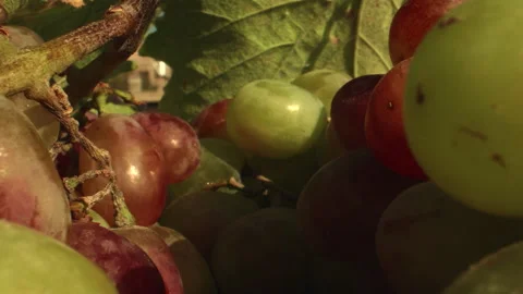 Tracking Macro Shot of Ripe Grapes in the Field Stock Footage 256499294