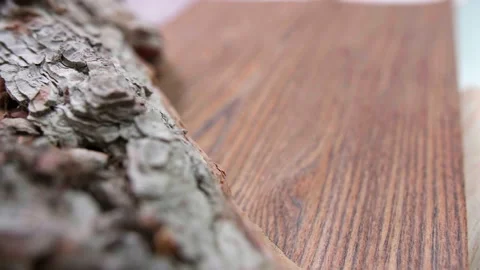 Tracking Macro Shot of a Tree Trunk Stock Footage 167570151