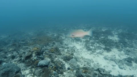 Tracking a medium sized white fish Stock Footage 82732580