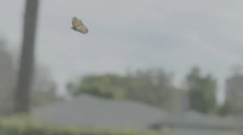 Tracking a Monarch butterfly through a backyard garden. Stock Footage 68361061