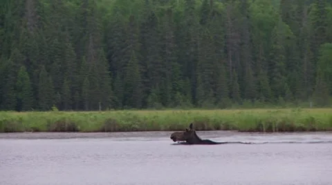 Tracking moose 2 Stock Footage 8557721