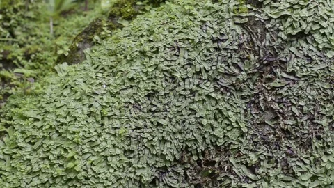 Tracking moss texture background on stone. 스톡 동영상 79746873