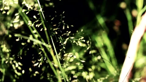 Tracking motion towards grass Stock Footage 41579002