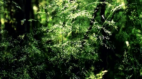 Tracking motion towards grass Stock Footage 41579066