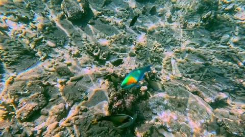 Tracking the movement of a bowers parrotfish (chlorurus bowersi) Stock Footage 331283301