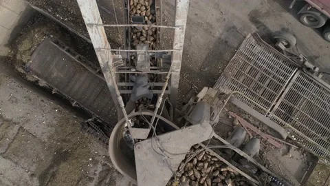 Tracking the movement of sugar beets on the tape to the pile. Stock Footage 142170099