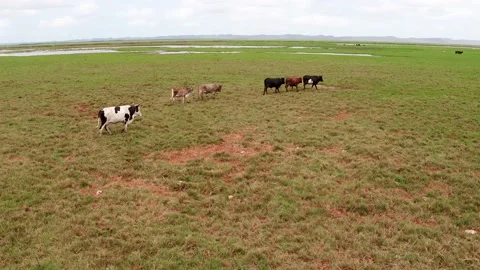 Tracking Nguni Cows Stock Footage 186081314