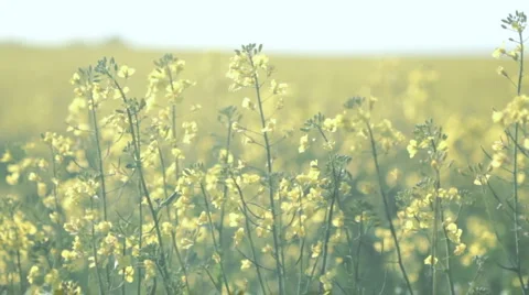 Tracking Oilseed Rape Stock Footage 4100204